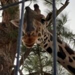 Llega la jirafa Benito a Africam Safari Puebla