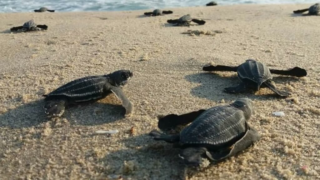 Visita Acapulco para la liberación de tortugas