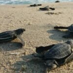 Visita Acapulco para la liberación de tortugas