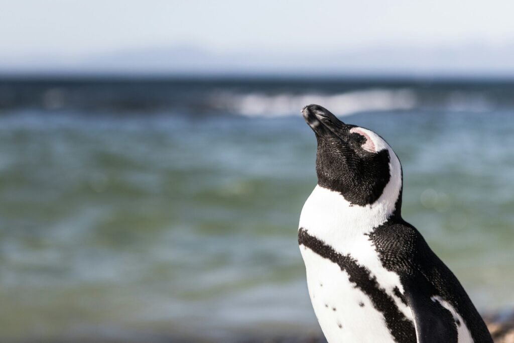Dónde ver pingüinos en México