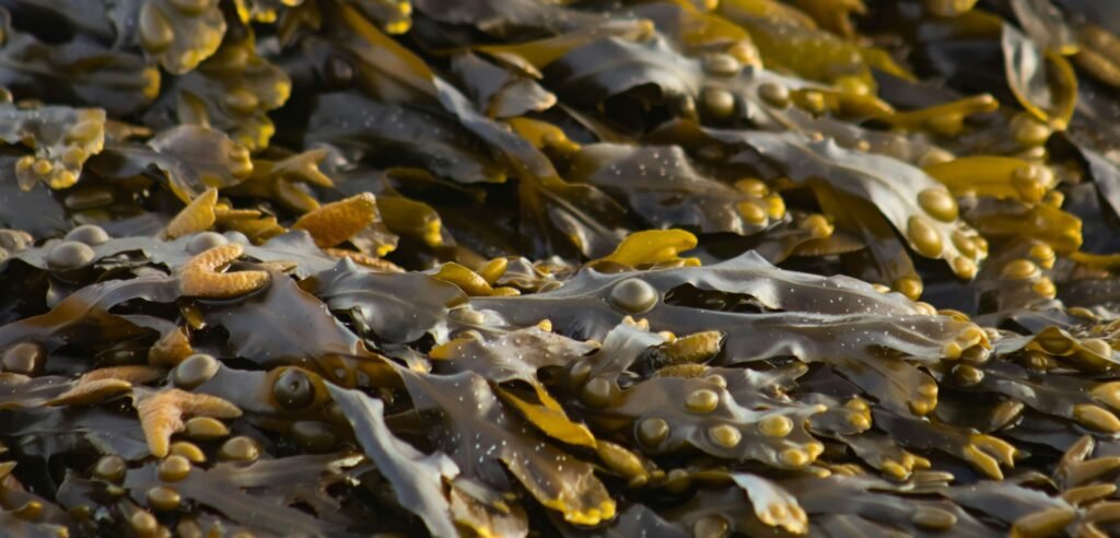 ¿Un bosque en el mar? Existe y se llama Bosque de Kelp