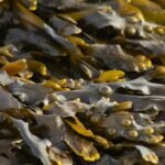 ¿Un bosque en el mar? Existe y se llama Bosque de Kelp