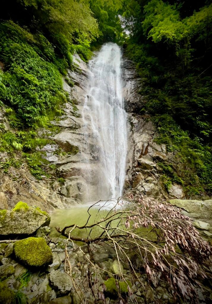 Baño de bosque, ¡revitalizante descanso!: ¿por qué son necesarios?