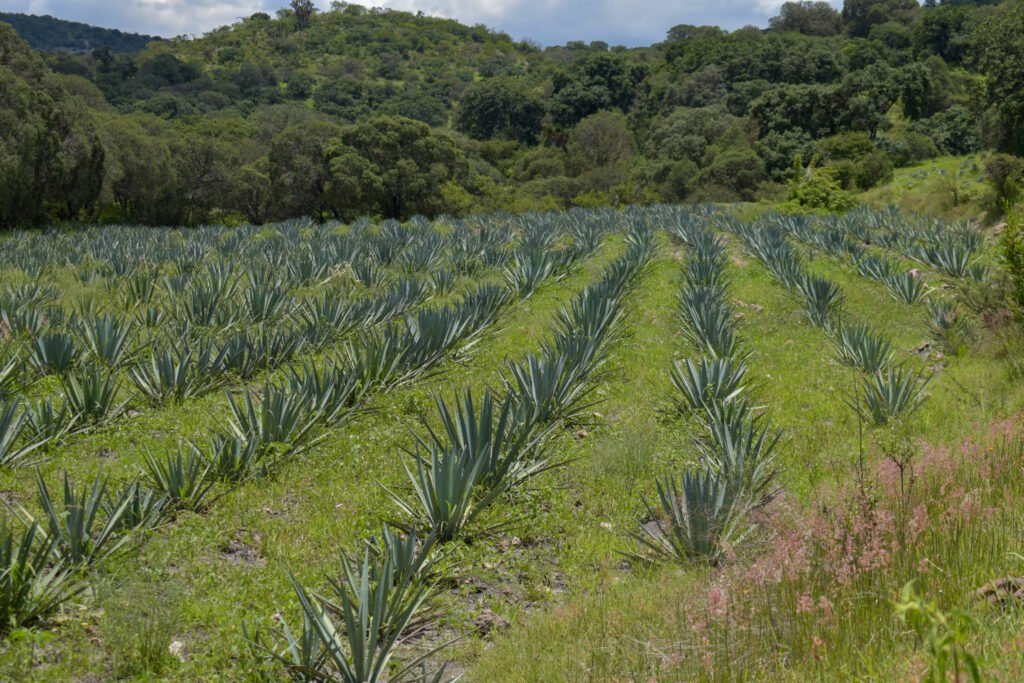 Ruta del Mezcal: tradición del campo poblano