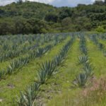 Ruta del Mezcal: tradición del campo poblano