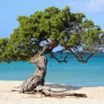 Aruba: sumérgete en sus playas paradisiacas y explora sus atractivos