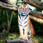 Estos son los mejores lugares en India para ver tigres de Bengala