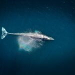 Comienza temporada de avistamiento de ballena gris en Ensenada