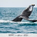 Nayarit, un mágico destino para ver ballenas jorobadas y tiburones ballena