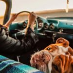 Lugares para visitar en California con tu lomito
