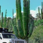 Valle de los Cirios: descubre esta maravilla única en México y en el mundo