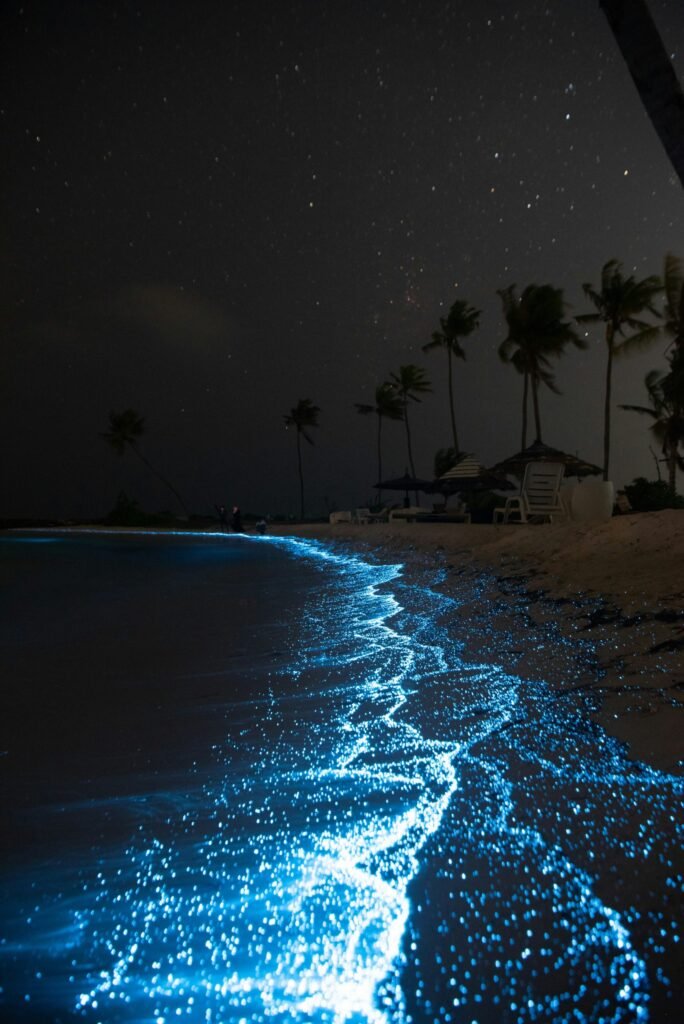 Playas bioluminiscentes: qué son y dónde encontrar las más bonitas en México