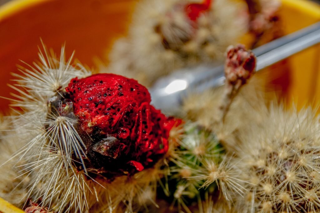 Amacueca invita a la Feria de la Pitaya 2025