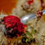 Amacueca invita a la Feria de la Pitaya 2025