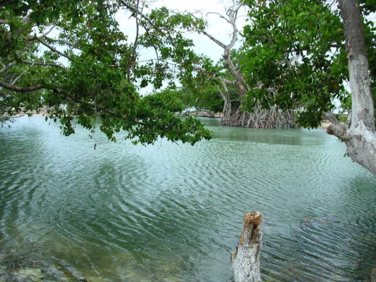 Aventura en Yucatán: cenotes, cuevas y manglares
